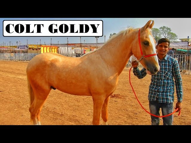 Unique GOLDEN COLT - GOLDY at CHETAK FESTIVAL Sarangkheda