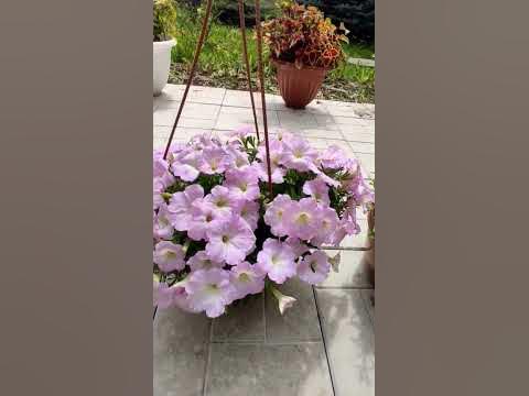 Петуния Лилак Лайт - YouTube