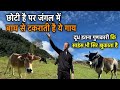2.5 फीट की गाय का Gir से अच्छा दूध, 6000/Kg बिकता है घी। Badri Cow । Bageshwar । Uttarakhand ।
