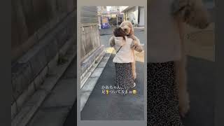 甘えたさんのスタンダードプードル1歳　#スタンダードプードル　#可愛い犬　#大型犬　#子犬　#shorts