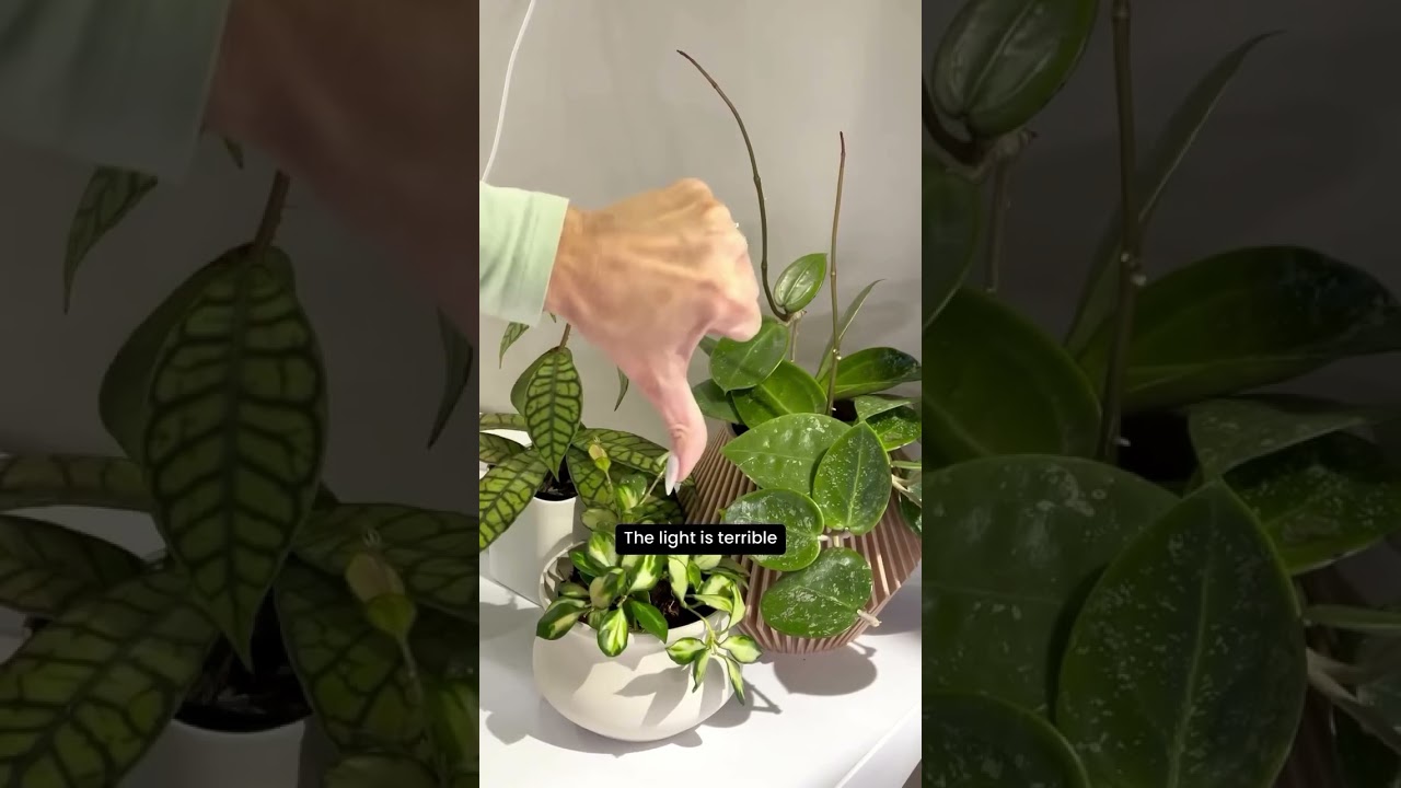 do you need this light meter? ☀️ 