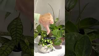 do you need this light meter? ☀️ #plants #houseplant #plantcare #planttips #indoorgarden