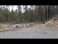 Found two reindeer on the way to jungsele sweden hikepackers vandring sverige