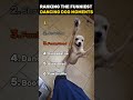 RANKING THE FUNNIEST DANCING DOG MOMENTS 🐶🎶😂 | They’ve Got Moves!