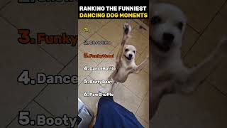 Ranking The Funniest Dancing Dog Moments Theyve Got Moves