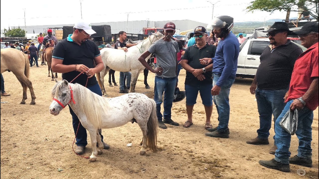 FEIRA DE CAVALOS EM CAUARU-PE  07-10-2025 #nordeste
