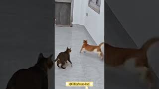 WARNING You're Missing Out On Hilarious Cat Moments #shorts