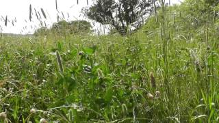 Countryside 4