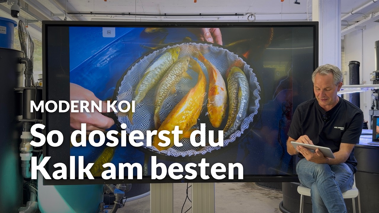 Kann man Futterkalk direkt ins Koifutter mischen? | Modern Koi Blog #8278