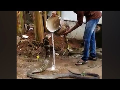 Watch: King cobra enjoys cold water shower