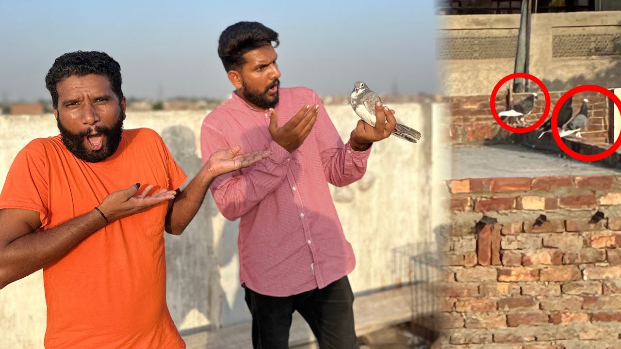 Aaj bacho ka 1 kabutar utar liya or ya Kia hua😳😱