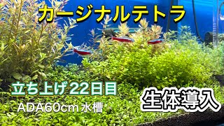 カージナルテトラ生体導入。そしてブリクサショートリーフを植えていきます。