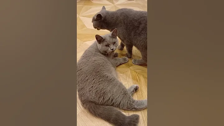 Video 10712301: british shorthair pets cat, british shorthair cat love, british shorthair cute cat, shorthair cat britishshorthair