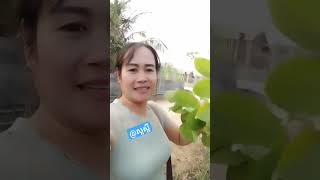 @សួស្តី  reels សុ ជឿន