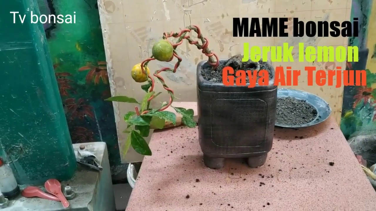 Bonsai Mame Mini Jeruk Lemon Gaya Air Terjun Lemon Bonsai Mame Mini Youtube