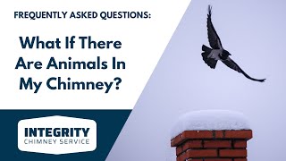 What If There Are Animals In My Chimney?