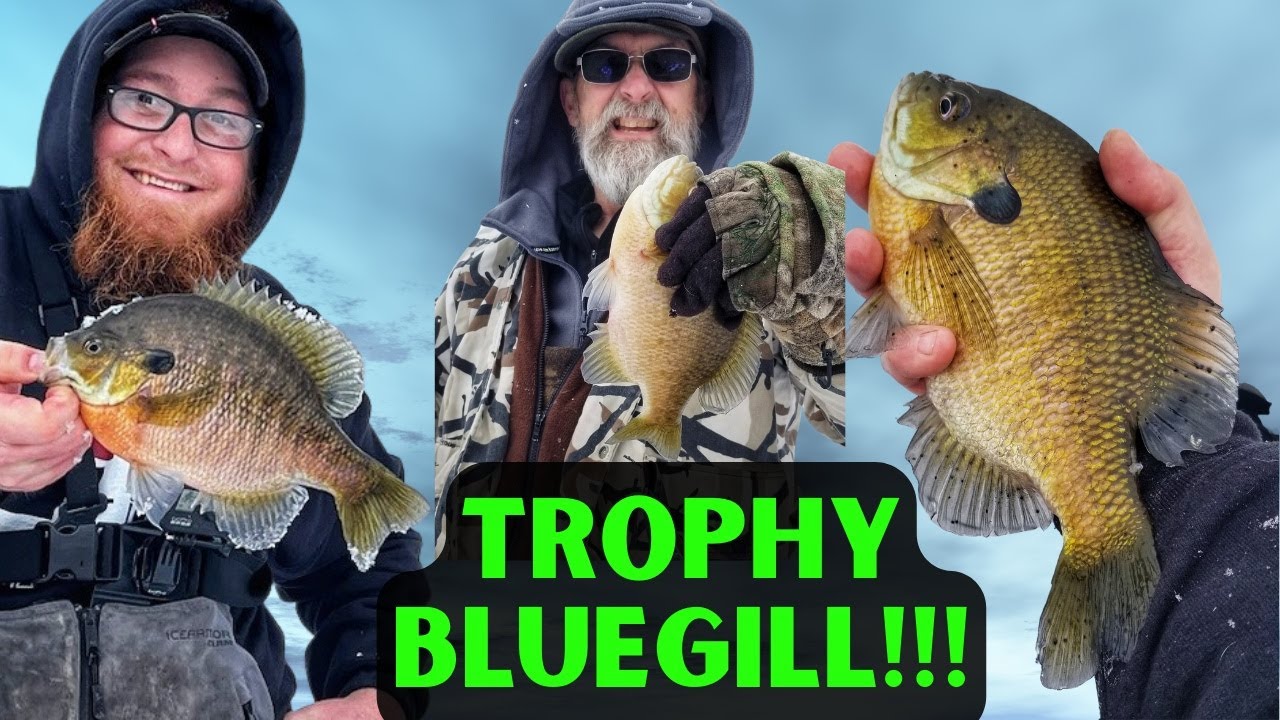 Ice Fishing Trophy Bluegill My New PB!!!