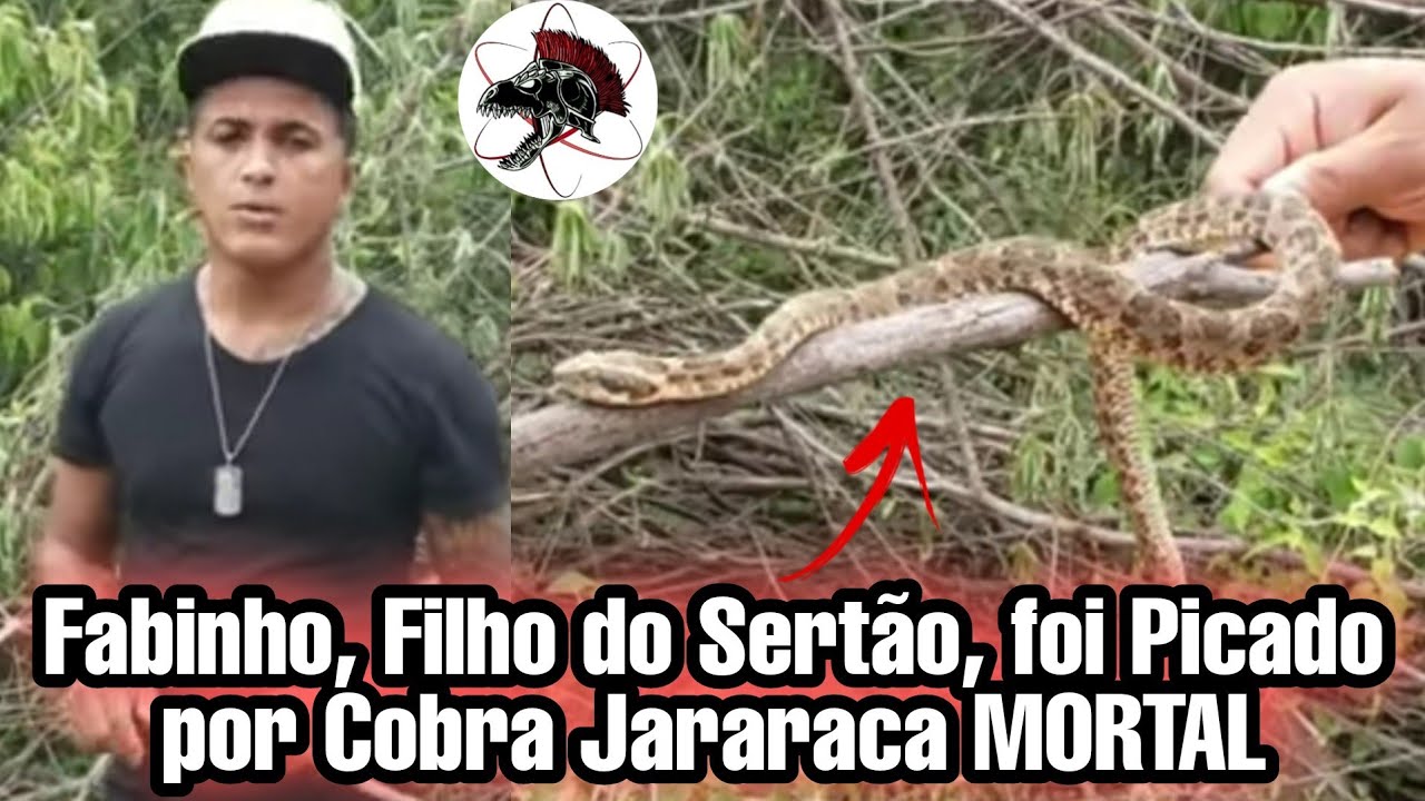 Cobra MORTAL Picou @Fabinho Filho do Sertão | Biólogo Henrique o Biólogo das Cobras