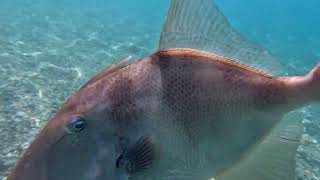 Triggerfish attack!