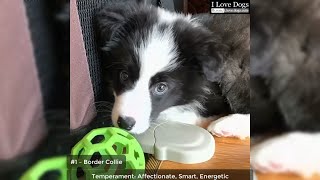 Top 10 Smartest Dog Breeds 🐶💖💘 by I Love Dogs 41 views 4 years ago 3 minutes, 21 seconds