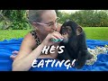 FRUITS for BABY CHIMPANZEE