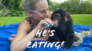 FRUITS for BABY CHIMPANZEE