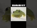 おやすみなさいグミガエル Cute Frog Video