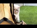 テントで昼寝をしていたら猫が心配して助けにきた…?