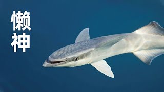 世界上最懒的鱼类，堪称懒神的吸盘鱼连鲨鱼都无可奈何