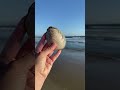 Geology versus sea shells geology beach shorts 