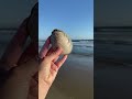 Geology versus sea shells #geology #beach #shorts ￼