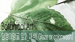 [Botanical Art]담쟁이덩굴잎2_채색 풀버젼/ Boston ivy_Full version of watercolor coloring