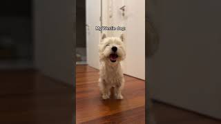 Normal dogs vs my dog ‍♀ | Westie Terrier #shorts