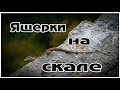 Ящерки на скале. Никитино, Мостовской р-н, Краснодарский кр.