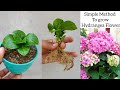 How to grow hydrangea plant  simple method to grow hydrangea plant from cuttings