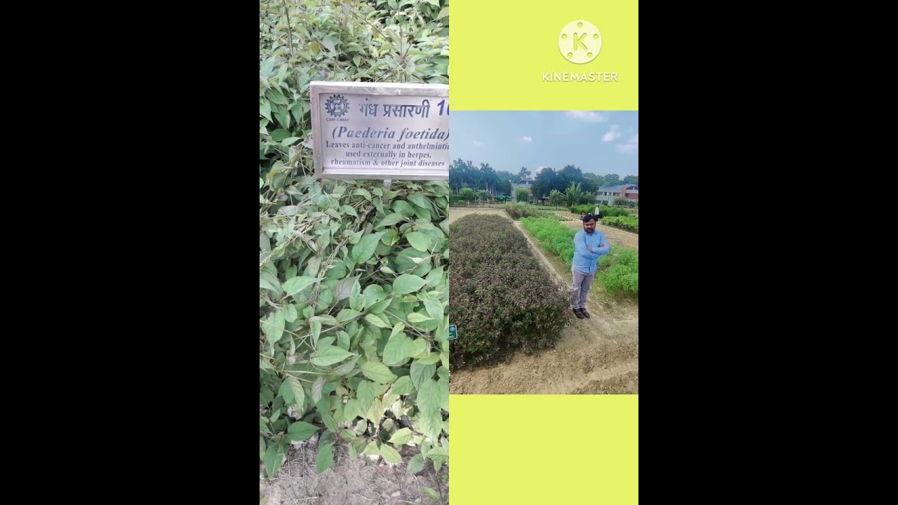 cimap lucknow training!cimap lucknow!csir cimap lucknow!IISR