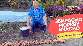 Збираємо моркву вчасно! Зберігаємо якісно!