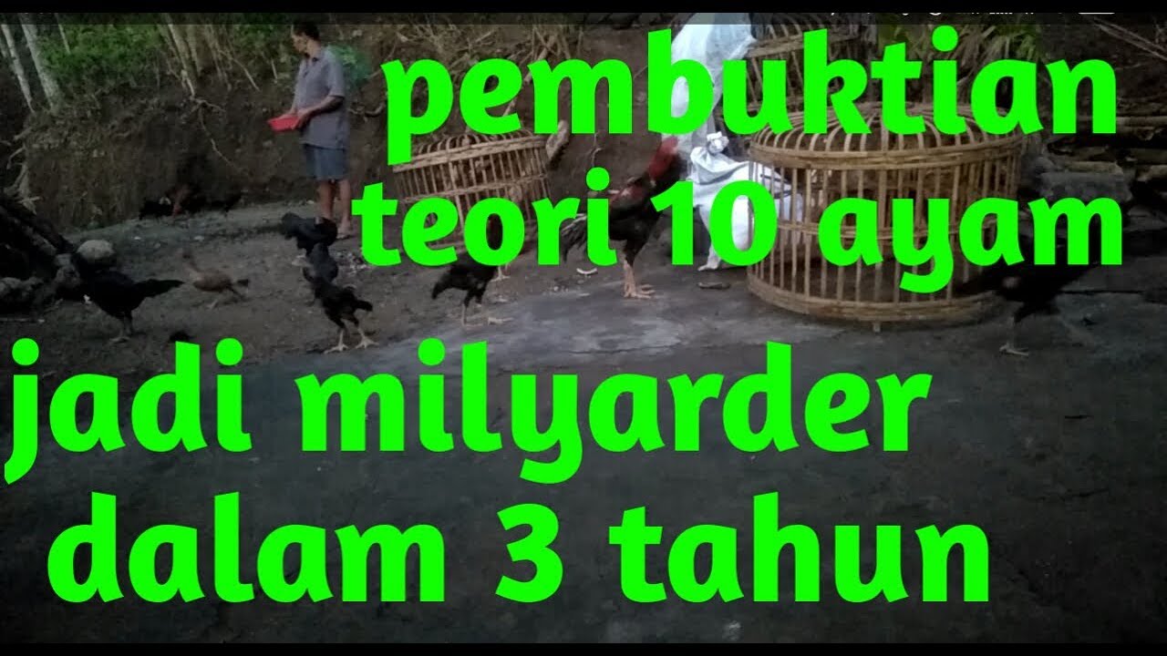 ternak ayam kampung pemula 