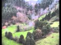 Jabalíes en la mata. Villaviciosa (Asturias)