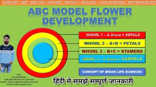 ABC MODEL OF FLOWER DEVELOPMENT // HOW TO GENE REGULATE FLOWER // LIFE SCIENCE // SET // CSIR-NET