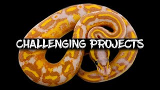 Challenging Ball Python Breeding Projects