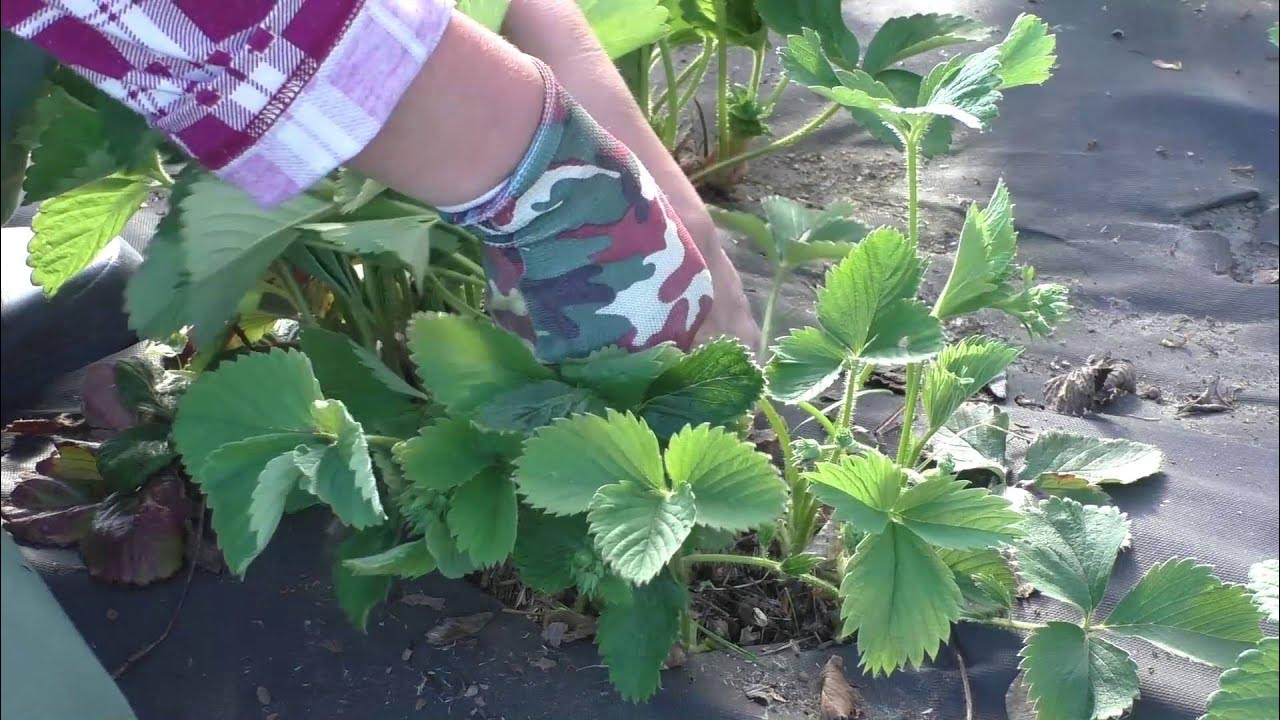 Когда и как правильно обрезать клубнику. Когда и как правильно обрезать клубнику