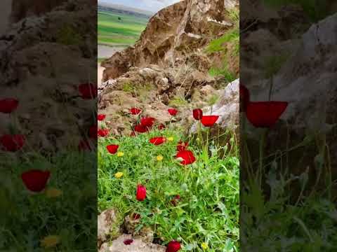 جبل الخانوكة في الشرقاط صلاح الدين        العراق