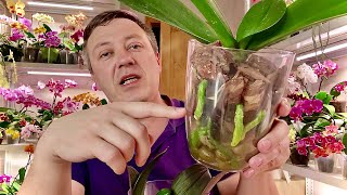 видео: наращиваем КОРНИ ОРХИДЕИ (орхидея была без корней) на естественном фитиле картинка: наращиваем КОРНИ ОРХИДЕИ (орхидея была без корней) на естественном фитиле