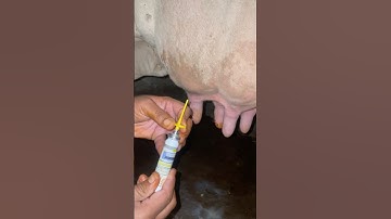 Mastitis treatment | udder infection | #animaldisease #cow #veterinarymedicine #cattledisease #vet