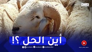 المواشي..المواطن "أسعار خيالية" والموال "السوق تراجع"!