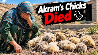 💔 A Tragic Day for Akram! Her Baby Chicks Were Killed by an Unknown Animal 😢🐣