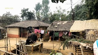 How Poor People Live In Village || Nepali Village Life || Traditional Village Life In Asia Region