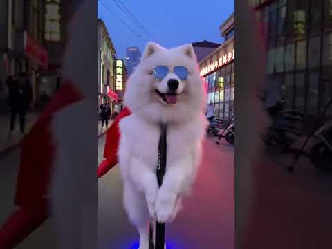 🐶  The night is still young | The Scooter Commuter 🐶 #pets
