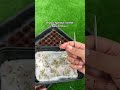 Growing soilless basil